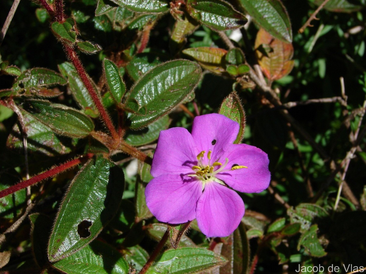 Osbeckia rubicunda Arn.